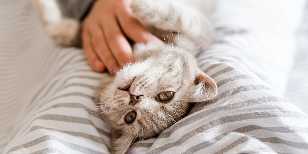 Allergie ai gatti: cause, sintomi e rimedi