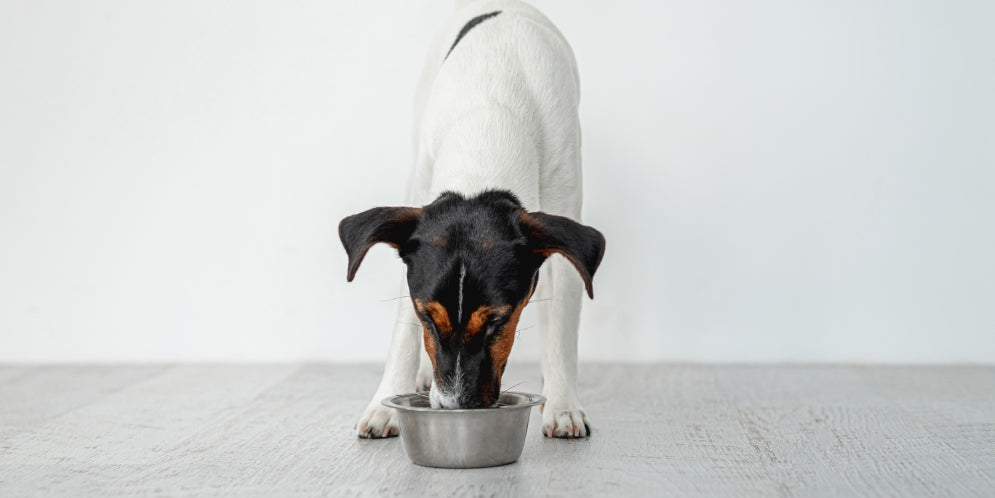 Perché il cane beve troppa acqua? Cause e segnali d'allarme