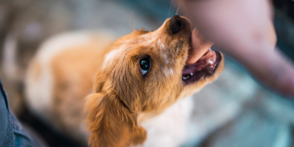 Cucciolo che morde mani e piedi: perché lo fa e come correggerlo