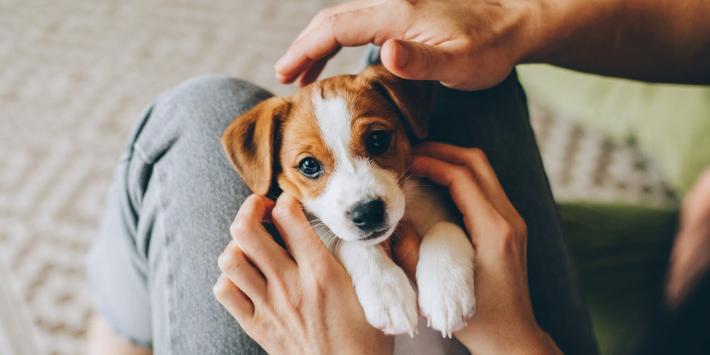 Singhiozzo nel cucciolo di cane: è normale o bisogna preoccuparsi?