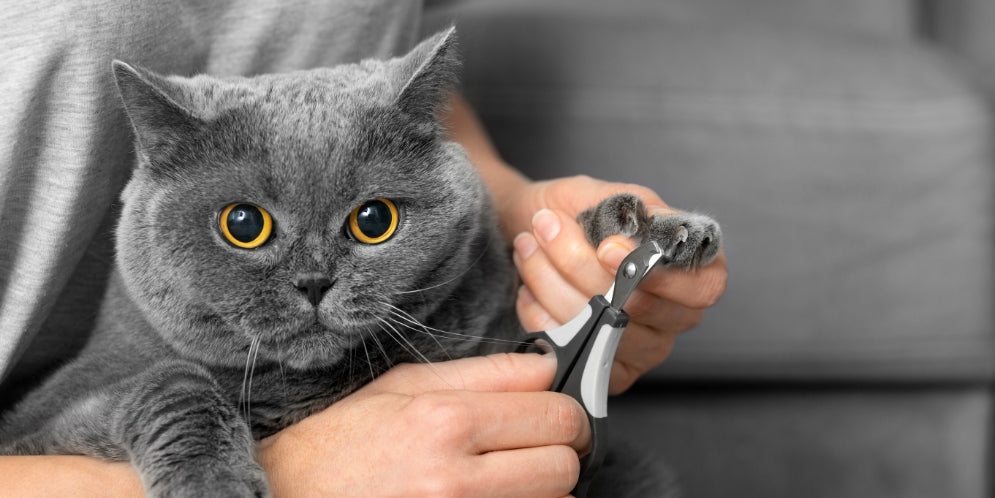 Tagliare le unghie al gatto: quando serve davvero e come farlo senza stress