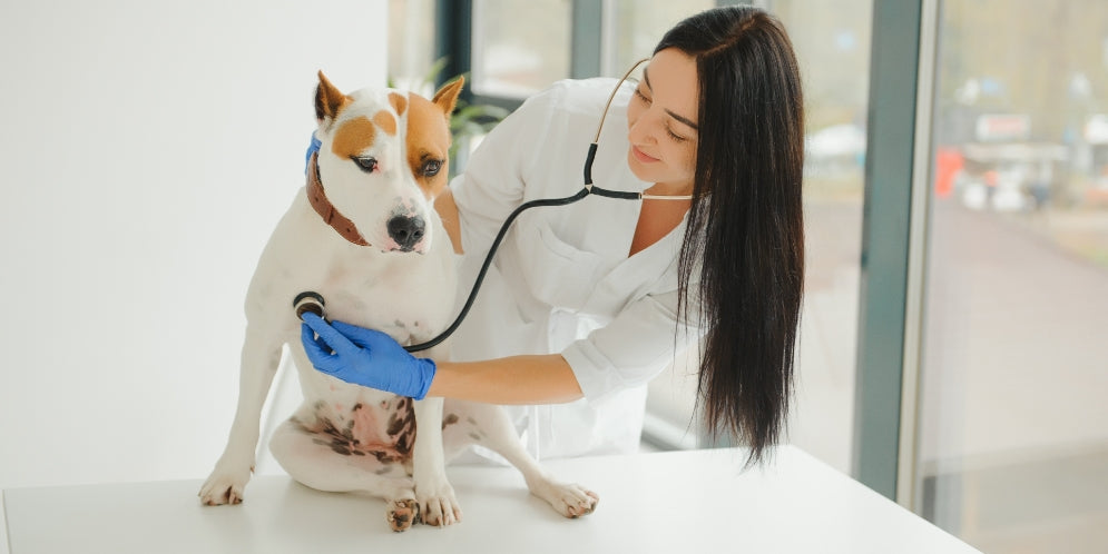 Battito cardiaco del cane, polso e frequenza respiratoria: I parametri vitali
