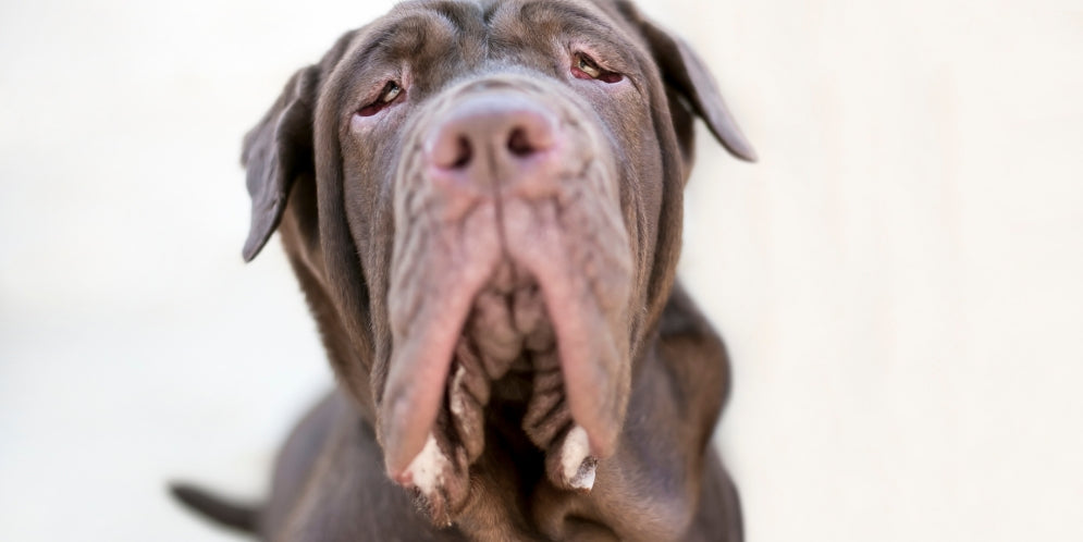 Quando il cane sbava troppo: cause e quando preoccuparsi