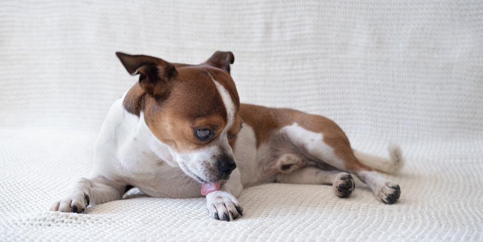 Perché il cane si lecca continuamente