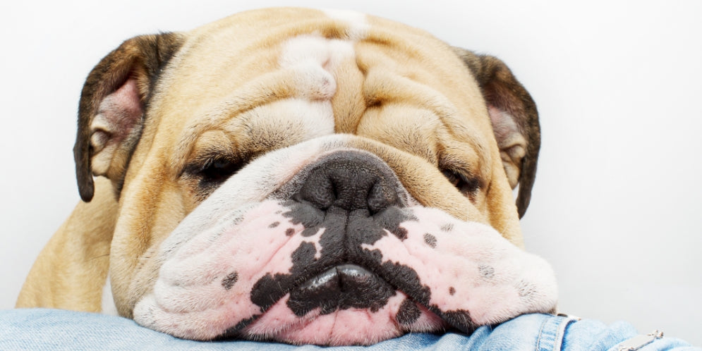 Come capire se un cucciolo è grasso