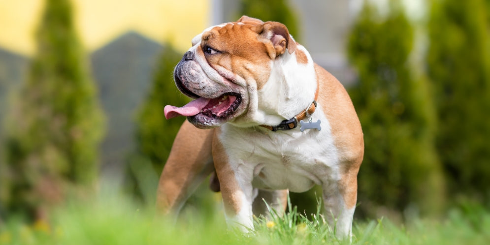 Coda incarcerata nel bulldog: cos'è, sintomi e trattamenti essenziali