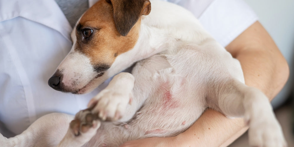 Dermatite nel cane: cause, sintomi e rimedi