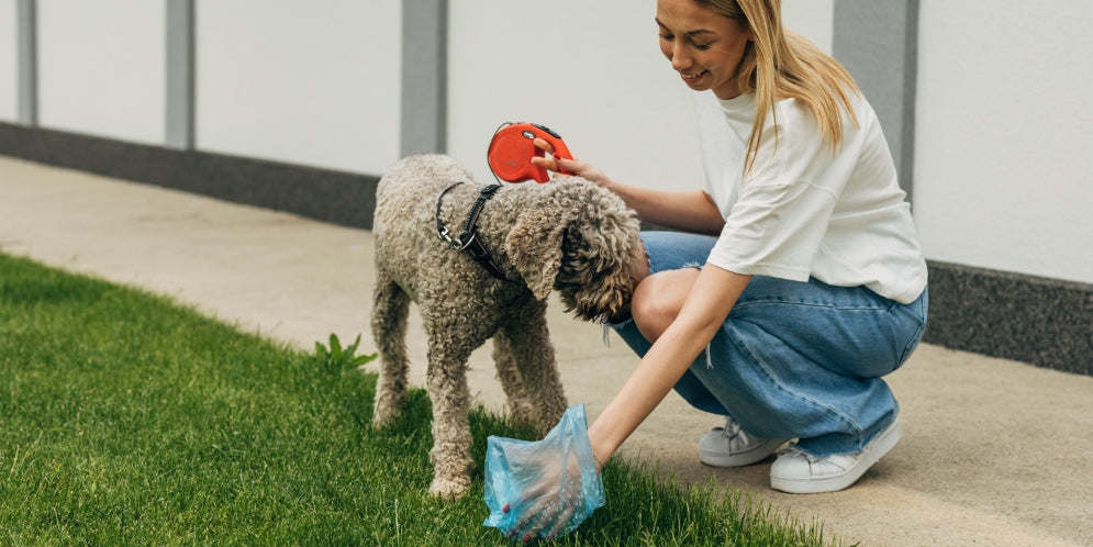 Diarrea del cane: cosa dovrebbe mangiare?