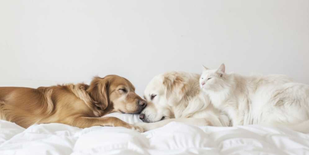 Perché il cane beve troppa acqua? Cause e segnali d'allarme