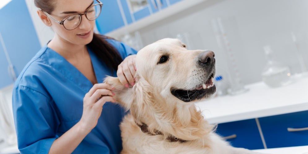 Infezioni da funghi nel cane: sintomi e cura