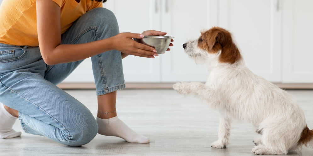Nutrizione ottimale per il cane con insufficienza renale