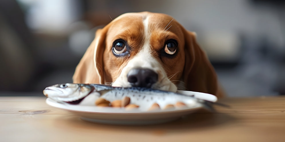 Pesce ai cani: quali tipi sono sicuri e quali evitare
