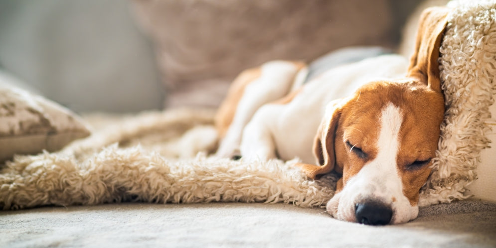 La pseudorabbia nel cane: sintomi e prevenzione