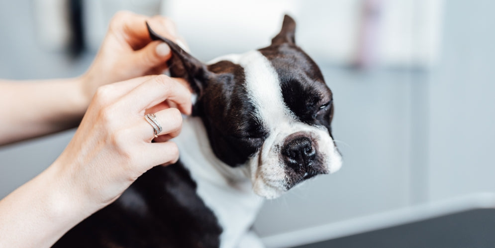 Pulire le orecchie del cane: la guida essenziale