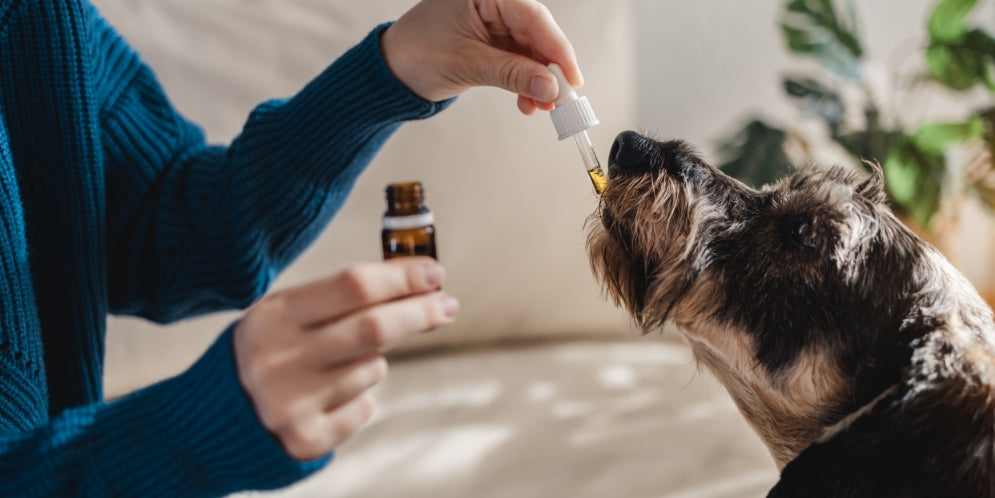 Sedazione e anestesia nel cane: consigli e precauzioni