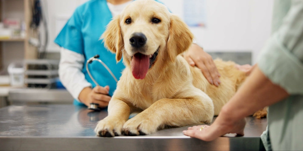 Splenectomia nel cane: cos'è e quanto è rischiosa