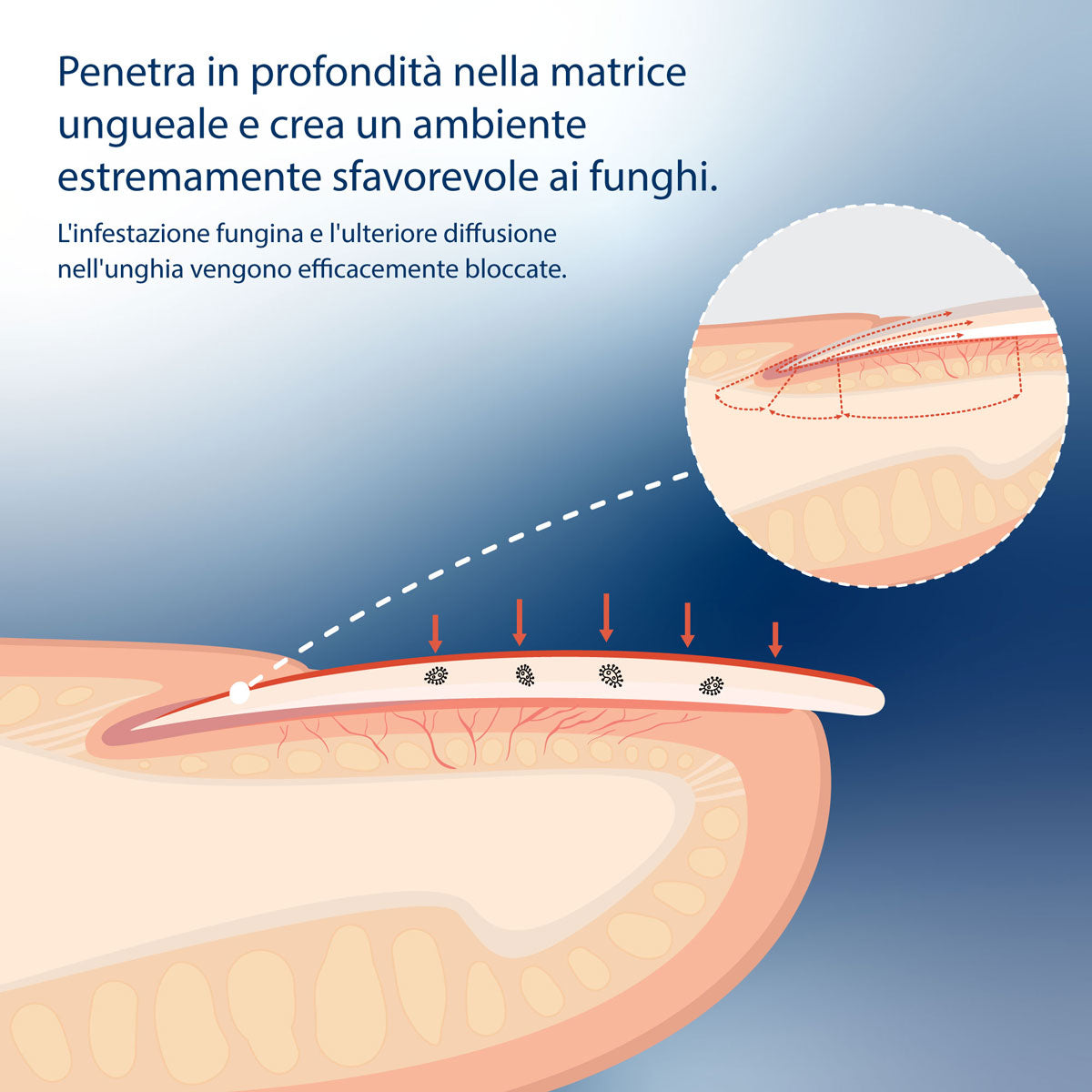 Evolsin Liquido Antimicotico per Unghie 10ml
