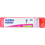 Achillea millef 7ch gr