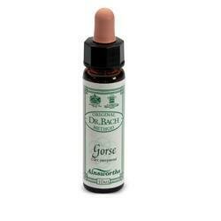 Ainsworths gorse 10ml