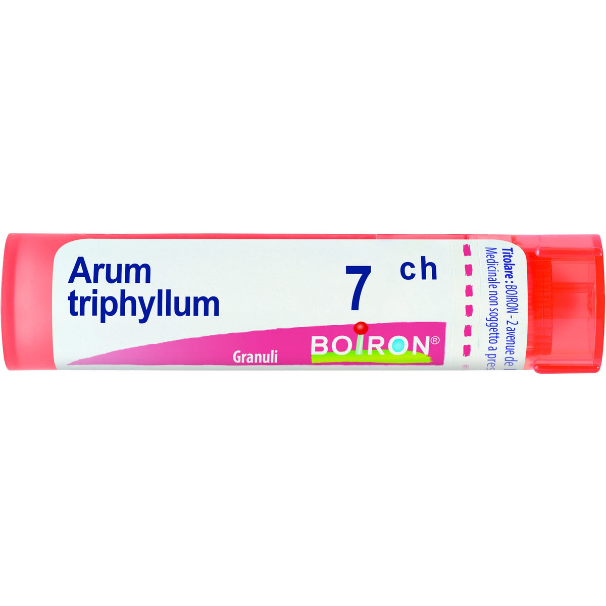 Arum triphyl boi 7ch 80gr 4g