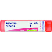 Asterias rubens 7ch gr