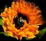 Calendula estratto idroalcolico gocce 50 ml