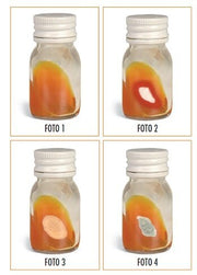 Dtm dermatophyte test medium scatola da 24 pezzi