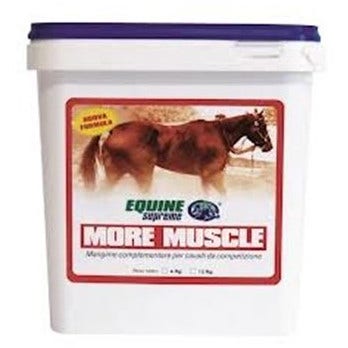 Equine supr more muscle 4