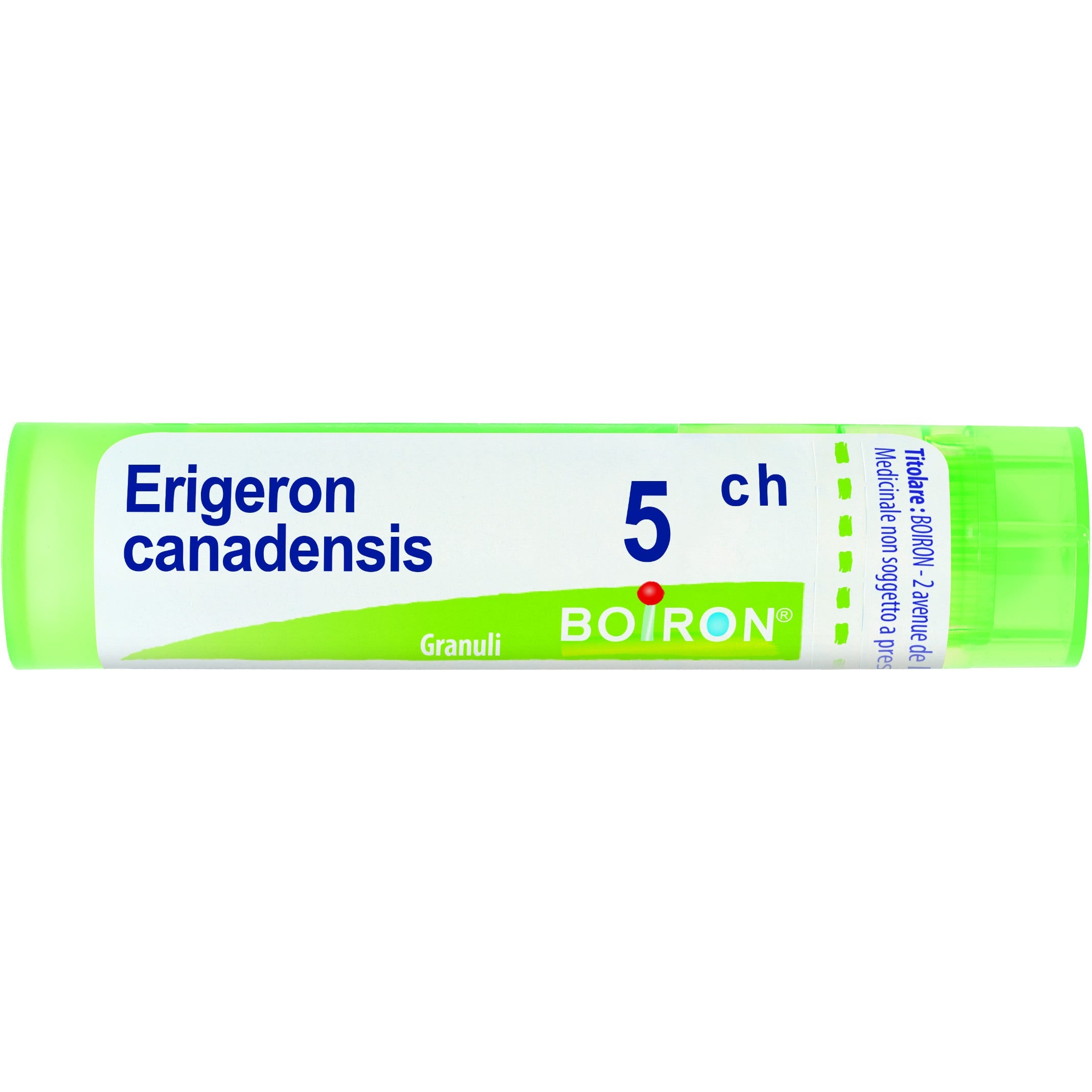 Erigeron canad 5ch gr