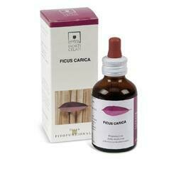Ficus carica 50ml stv