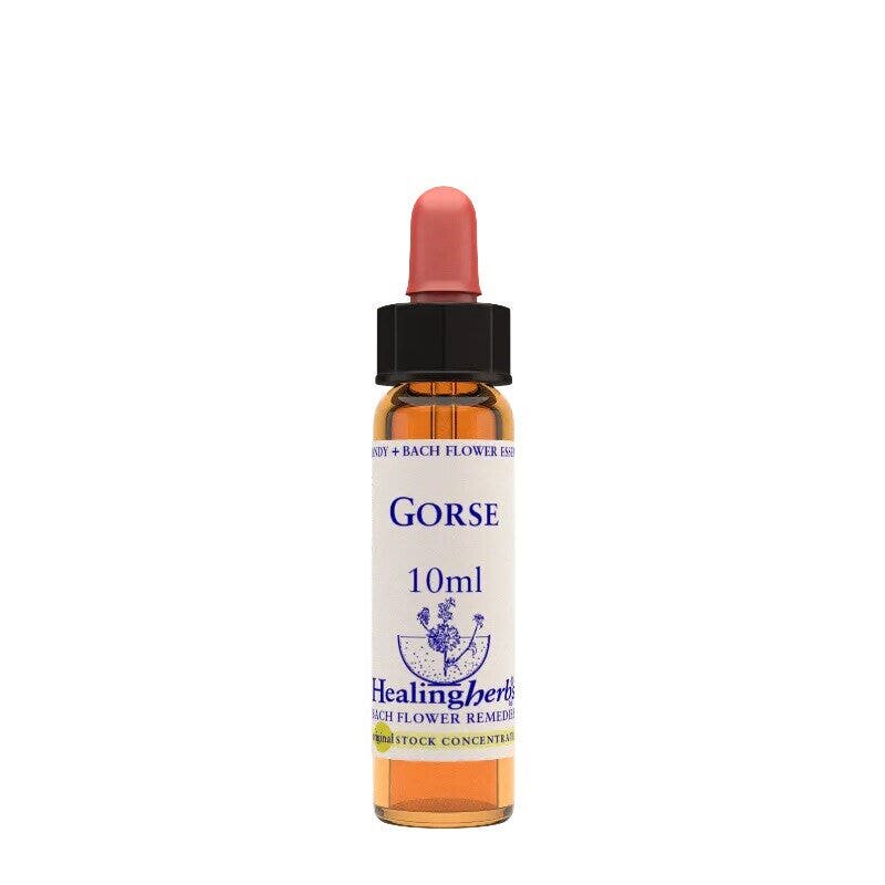 Gorse essenza 10ml
