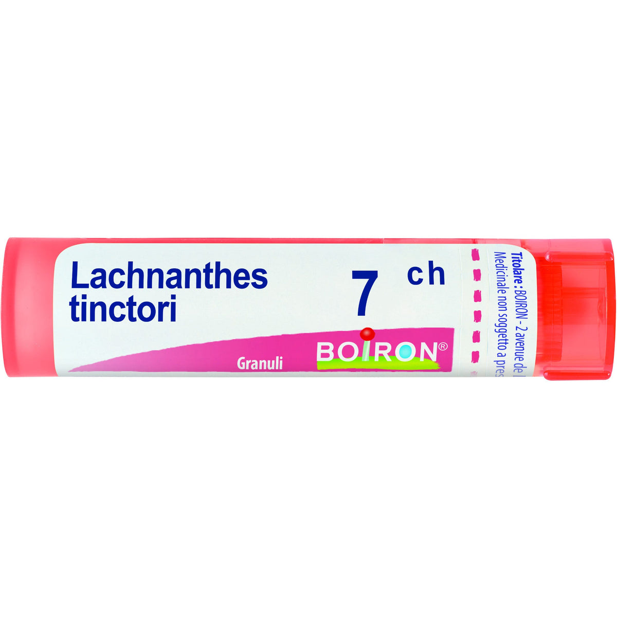 Lachnanthes t boi 7ch 80gr