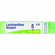 Lachnanthes tinctoria 5ch 80gr