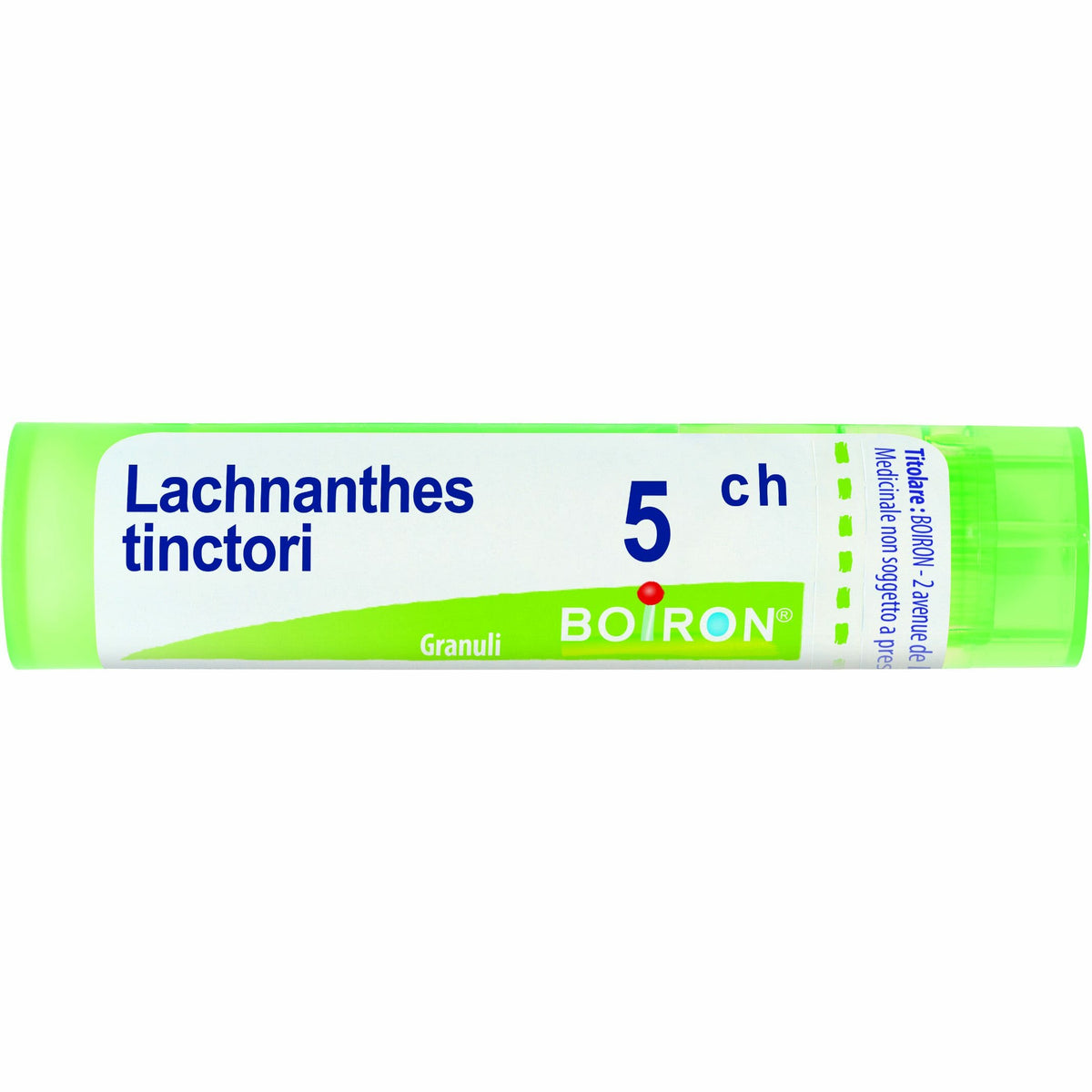 Lachnanthes tinctoria 5ch 80gr