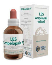 Les ampelopsis weitchii gocce