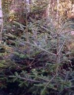 Msa abies pectinata 50 ml
