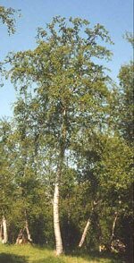 Msa betula pubescens 50 ml