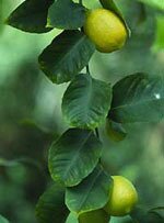 Msa citrus limonum 50 ml