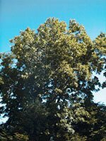 Msa fraxinus excelsior 50 ml