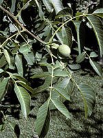 Msa juglans regia 50 ml