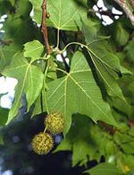 Msa platanus orienta 50 ml