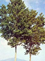 Msa populus nigra 50 ml