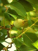 Msa prunus amygdalus 50 ml
