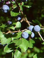 Msa prunus spinosa 50 ml