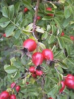 Msa rosa canina 50 ml