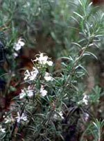 Msa rosmarinus offic 50 ml