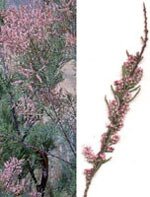 Msa tamarix gallica 50 ml