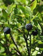 Msa vaccinium myrtil 50 ml