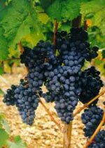 Msa vitis vinifera 50 ml