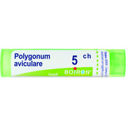 Polygonum aviculare 5ch gr